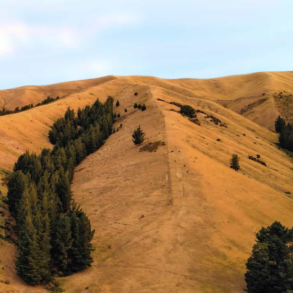 Wither Hills Blenheim